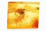 Detailed Fossil Spider (Araneae) In Baltic Amber #296972-1